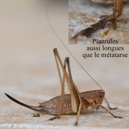 Rhacocleis poneli